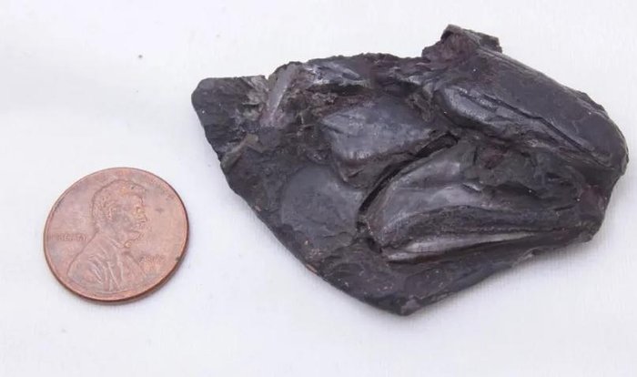 Universidade de Michigan (UoM) / Divulgação