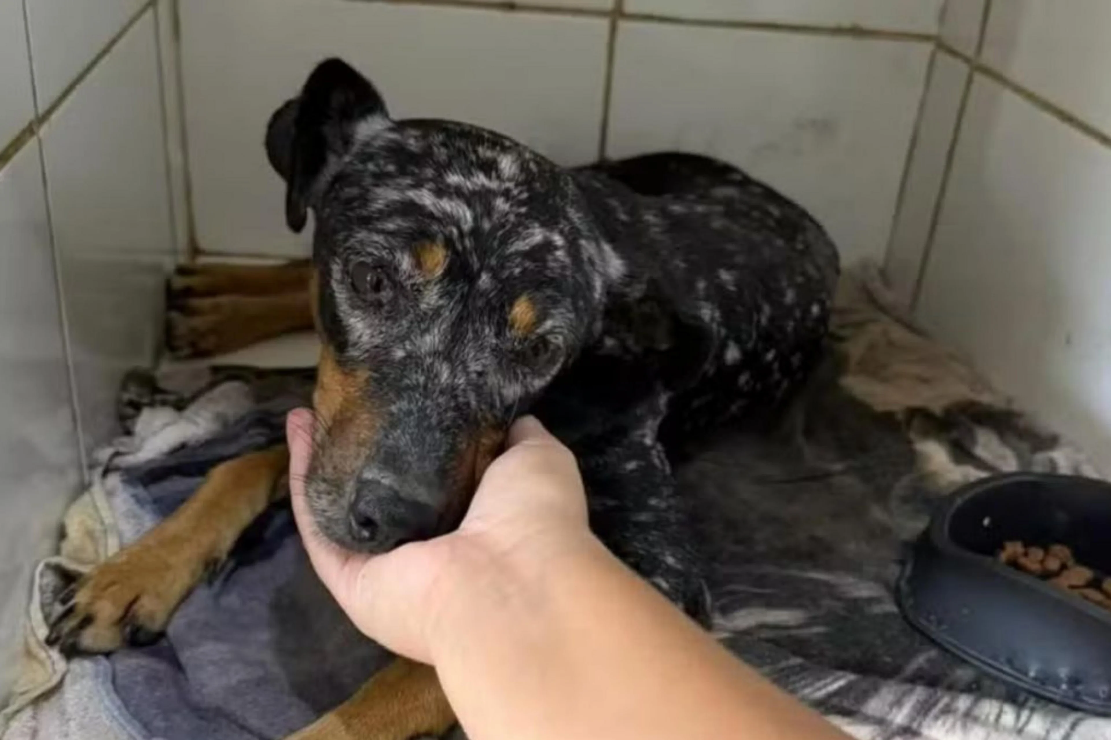 Apat Taquari/Divulgação