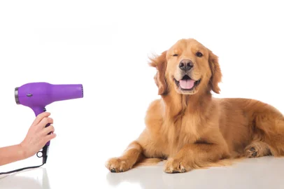 *A PEDIDO DE ADRIANA BARBOZA* A handsome golden retriever dog getting his fur dried with a blower at the groomer. - Foto: Mat Hayward/stock.adobe.comFonte: 76335522<!-- NICAID(15165770) -->
