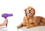 A frequência do banho canino precisa ser mais espaçada no inverno? Veterinária explica 