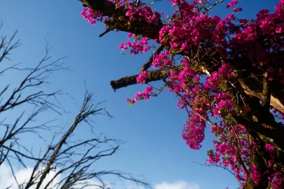 Porto Alegre, RS, Brasil, 03/11/2022- Clima. Manhã de primavera com sol, céu azul e frio. Foto: Jonathan Heckler / Agencia RBS<!-- NICAID(15254404) -->