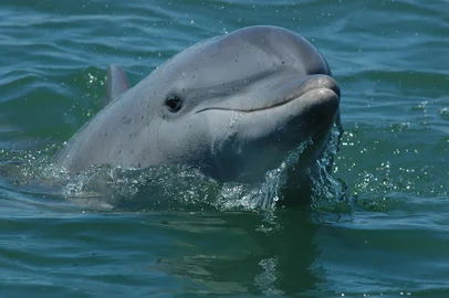 O projeto Arte, Ciência e Comunidade: Uma Abordagem Holística para Proteger os Botos-de-Lahille tem como objetivo ampliar e expandir as iniciativas iniciadas no projeto anterior aprovado pela WFN, em 2021, voltadas para a conservação do boto-de-Lahille, um pequeno cetáceo costeiro endêmico do Atlântico Sudoeste. A proposta inclui o aprimoramento da capacitação de gestores, tomadores de decisão e fiscais para combater a pesca ilegal, compreender a dinâmica pesqueira em meio às mudanças ambientais e fortalecer campanhas de conscientização pública entre populações vulneráveis.<!-- NICAID(15976438) -->