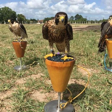 Irga contrata empresa especializada em falcoaria e manejo de fauna para EEA<!-- NICAID(15378789) -->