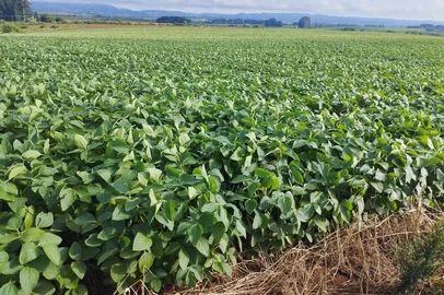 Desenvolvimento da lavoura de soja na região de Santa Maria, para o ciclo 2025/2026<!-- NICAID(16200050) -->