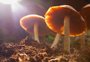 Estudo aponta que humanos já usavam drogas alucinógenas há 3 mil anos