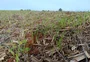 Área da safra de inverno recua ao menor nível em cinco anos no RS