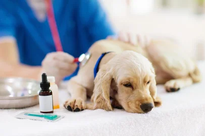 Vet examining dog. Puppy at veterinarian doctor. Animal clinic. Pet check up and vaccination. Health care for dogs.Indexador: Family VeldmanFonte: 725721652<!-- NICAID(15746712) -->
