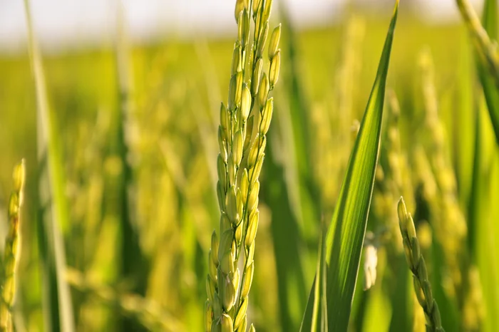 Nauro Júnior / Agencia RBS