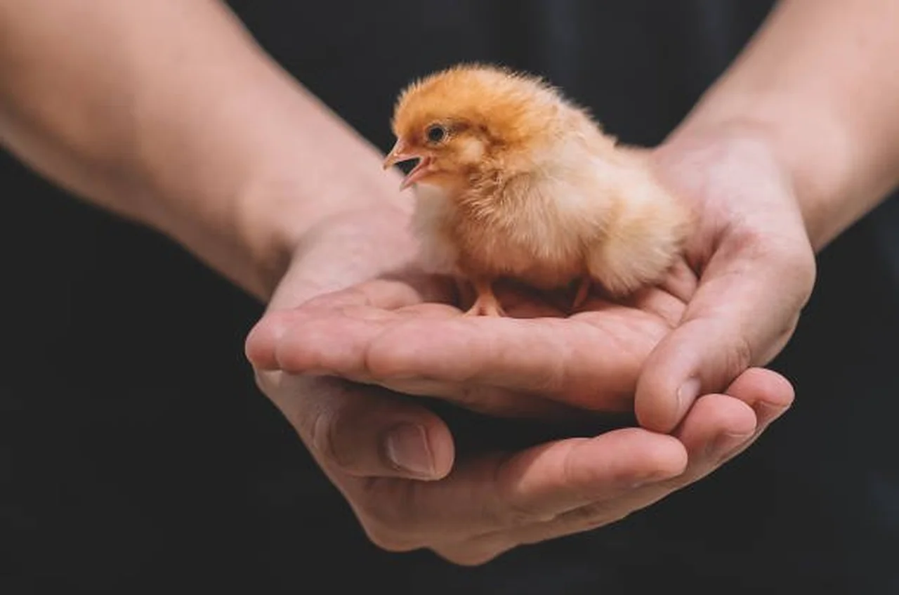 Reprodução/Gettyimages