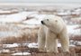 Estudo alerta sobre desaparecimento de ursos polares no Canadá por causa do calor