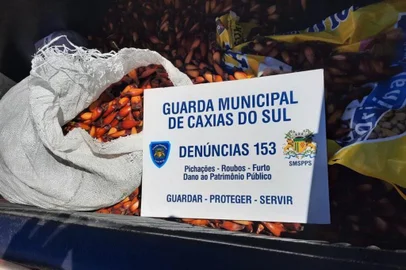 A Guarda Municipal flagrou, na tarde de sexta-feira (29), um homem extraindo pinhão ilegalmente na localidade de Vila Seca, em Caxias do Sul. Segundo a Polícia Civil, onde foi realizado o boletim de ocorrência, cerca de 75 kg foi encontrado com o idoso.  <!-- NICAID(15082784) -->