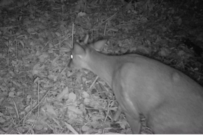 Vídeo: Câmeras flagram animais silvestres em rodovias da Serra e Vale do Caí<!-- NICAID(15882575) -->