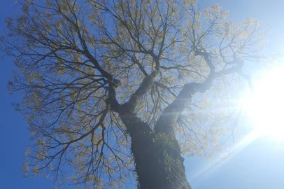 Ipê na rua Borges de Medeiros, em Caxias do Sul<!-- NICAID(15761317) -->