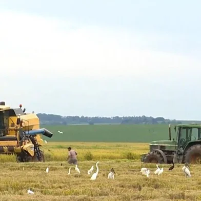 Volatilidade do diesel afeta produção rural na Zona Sul e na Campanha