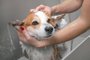 Groomer puts shampoo on fluffy wet fur of the funny welsh corgi pembroke dog. Dog taking a bubble bath in grooming salon.Groomer puts shampoo on fluffy wet fur of the funny welsh corgi pembroke dog. Dog taking a bubble bath in grooming salon.Indexador: Irina MeshcheryakovaFonte: 302624615<!-- NICAID(15550576) -->