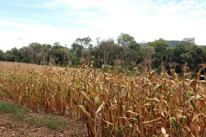 Estiagem faz o município de Cotiporã, na Serra gaúcha, decretar situação de emergência Crédito: Emater de Cotiporã/Divulgação<!-- NICAID(15368740) -->