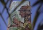 Mural em homenagem ao ambientalista José Lutzenberger é inaugurado em Porto Alegre 