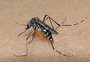 RS tem 25 das 30 regiões em alerta vermelho para dengue; veja a situação da sua