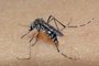LaboratÃ³rioInseto aeds aegypti popularmente conhecido como mosquito da Dengue. Vetor transmissor da doenÃ§a.Local: Rio de JaneiroIndexador: Raul SantanaFonte: Fiocruz<!-- NICAID(12645854) -->