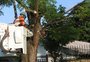 Projeto prevê substituição de árvores que oferecem risco à rede elétrica em 22 bairros de Caxias