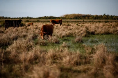 Rio Grande, RS, Brasil - 04/10/2021- Lei aprovada em setembro formalizou o Banhado do Maçarico, em Rio Grande, como refúgio de vida silvestre. Área é importante para a preservação de aves e vegetação nativa do bioma pampa. (Foto: Anselmo Cunha/Agência RBS)<!-- NICAID(14908072) -->