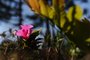 CAXIAS DO SUL, RS, BRASIL, 21/09/2022. Imagens ambientais para ilustrar a chegada da primavera, na próxima quinta-feira, 22 de setembro. (Bruno Todeschini/Agência RBS)<!-- NICAID(15212353) -->