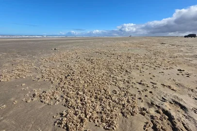 Organismos marinhos voltam a aparecer e chamam a atenção na orla da Praia do Cassino<!-- NICAID(16326284) -->