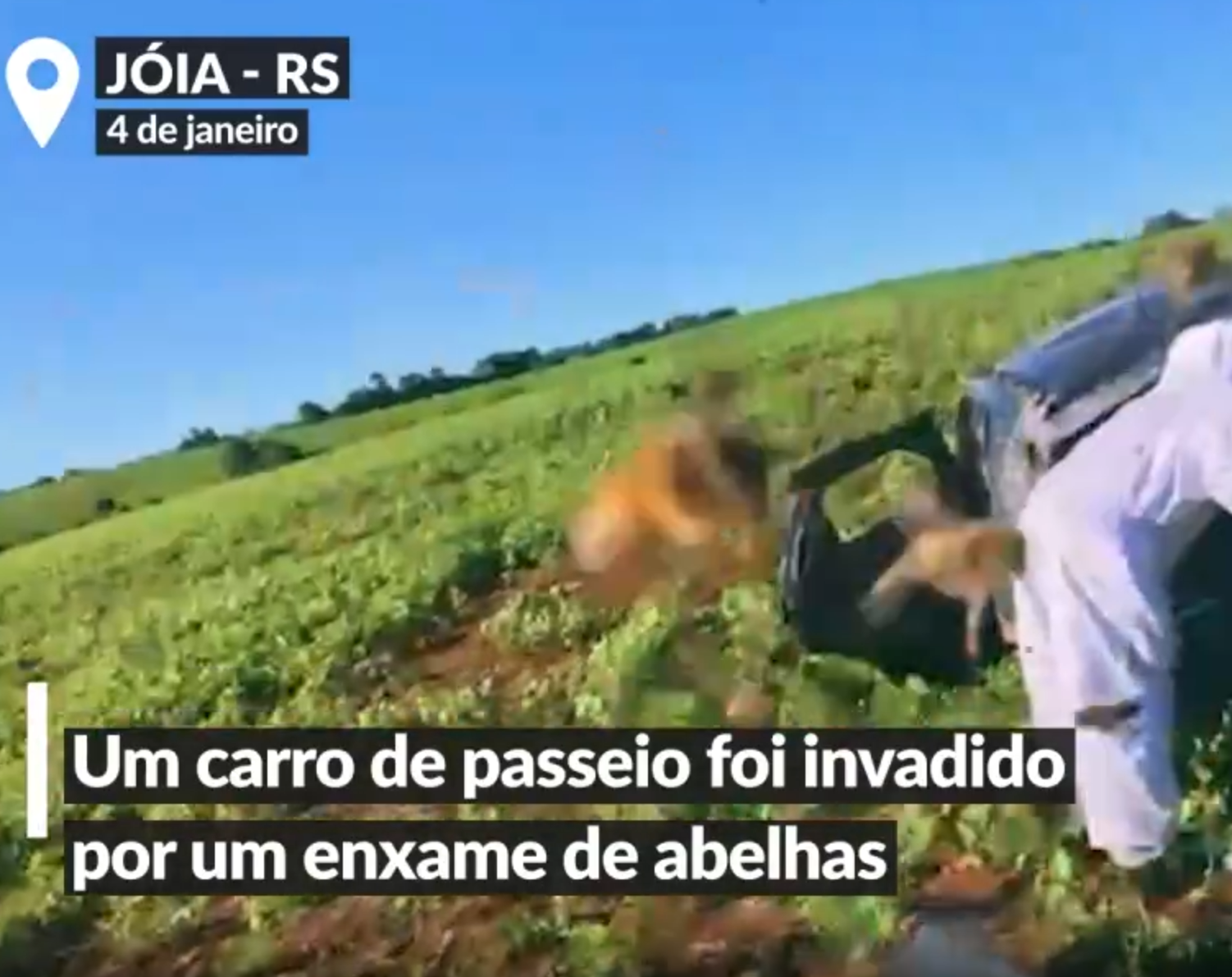 Enxame de abelhas causa acidente em Iju&iacute;