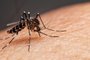 Mosquito, dengue, malária. Foto: witsawat / stock.adobe.comFonte: 277357178<!-- NICAID(15148701) -->