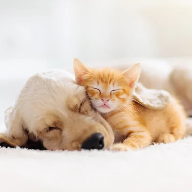 Cat and dog sleeping together. Kitten and puppy taking nap. Home pets. Animal care. Love and friendship. Domestic animals.Indexador: Family VeldmanFonte: 284365935<!-- NICAID(16077891) -->