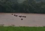 "Parecia um oceano": produtor salva aos gritos animais ilhados no RS; veja vídeo