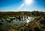 El Niño também pode impactar a pecuária no RS; veja como