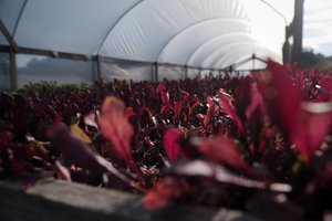 Bruno Todeschini / Agencia RBS