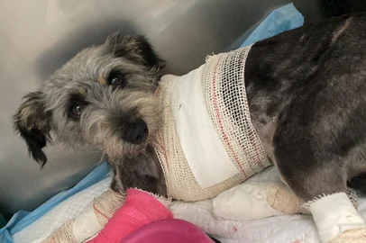 Cadela foi encaminhada para atendimento veterinário após ter sido arrastada por uma van em Arvorezinha, no norte do estado <!-- NICAID(15316827) -->