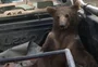 Filhote de urso é resgatado desorientado após comer mel alucinógeno na Turquia