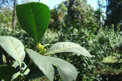 Produção de erva-mate<!-- NICAID(15646800) -->