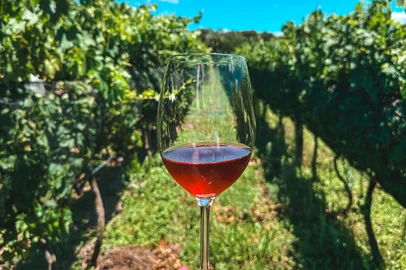 vinho, vinicola, viamão, destemperados<!-- NICAID(15678850) -->