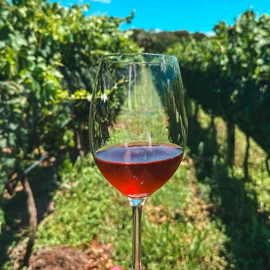 vinho, vinicola, viamão, destemperados<!-- NICAID(15678850) -->