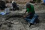 Fossils of dwarf hippos believed to date back to 350,000 years before our era, are unearthed during excavations carried  out by the National and Kapodistrian University of Athens, on Mount Katharo, on the island of Crete on July 17, 2023. "This is an important discovery, it is the first time that such a high concentration of ten dwarf hippo fossils has been found in Greece," explained this Giorgos Lyras, professor of paleontology at the University of Athens. Similar discoveries of endemic prehistoric animals have been made in Cyprus, Malta, Sicily and Madagascar, he added. The excavations began in early July 2023, on Mount Katharo, at an altitude of 1,100 meters, in the department of Lasithi, in the east of the Greek island and will continue until next weekend. (Photo by Jason TAVALAS / AFP)Editoria: HUMLocal: LasithiIndexador: JASON TAVALASSecao: animalFonte: AFPFotógrafo: STR<!-- NICAID(15484349) -->
