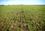 O fator que pode limitar a expansão da área de trigo no RS