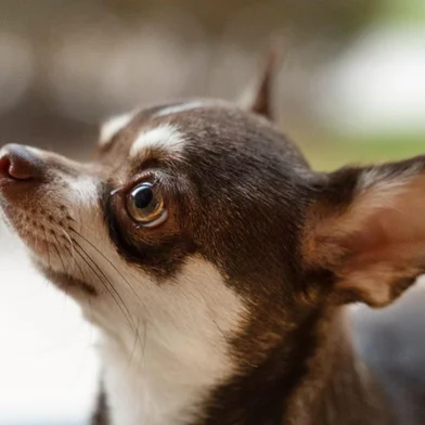 O Shopping Villagio Caxias será palco de mais um edição do Encontro de Raças, e dessa vez, com foco nos chihuahuas. O evento será realizado no dia 21 de setembro, a partir das 14h, no Villagio Pet. A entrada é gratuita.<!-- NICAID(16119707) -->