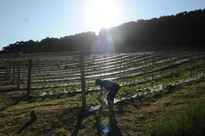 CAXIAS DO SUL, RS, BRASIL (11/02/2022)Qual o impacto das miniestações meteorológicas instaladas em propriedades da Serra. Rodrigo Martini, 33 anos, produtor rural. (Antonio Valiente/Agência RBS)<!-- NICAID(15013618) -->