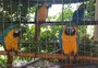 Dezenas de animais silvestres são resgatados de cativeiro ilegal em Vila Lângaro
