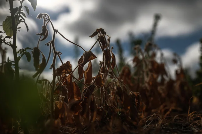 Renan Mattos / Agencia RBS