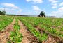 Área de soja plantada deve superar 658 mil hectares no norte do RS
