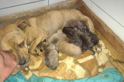 Sem castração aumentam casos de ninhadas abondonadas em Caxias<!-- NICAID(15001248) -->