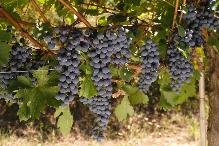 Gilmar Gomes / Aprovale / Divulgação Gilmar Gomes / Aprovale / Divulgação