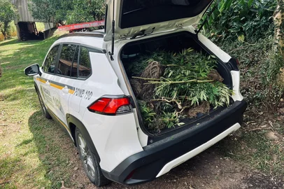 Comunicação Social do 36º Batalhão de Polícia Militar
Farroupilha RS / Divulgação Plantação de maconha é descoberta em chácara, em Nova Roma do Sul <!-- NICAID(16243134) -->