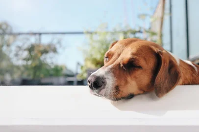 Dog sleeping with head propped up, enjoying the patio on summer day. Funny or odd sleeping position in a save environment or protect dogs from summer heat. Female harrier mix dog. Selective focus.Local: VancouverIndexador: Petra RichliFonte: 624479320<!-- NICAID(15646351) -->