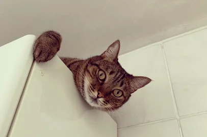 Bia, gata de estimação da repórter Larissa Roso.<!-- NICAID(15819919) -->